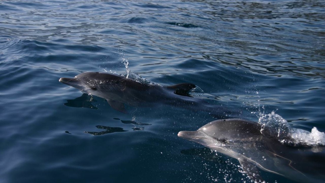 Delfines en las costas del estado Aragua, Venezuela